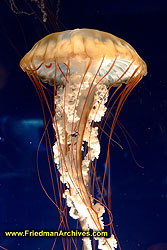 Jellyfish DSC01811